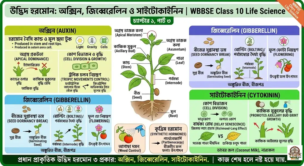 Plant Hormones life science class x chpater