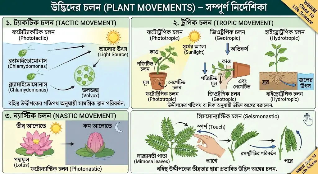 tactic-tropic-nastic-responses-of-plants